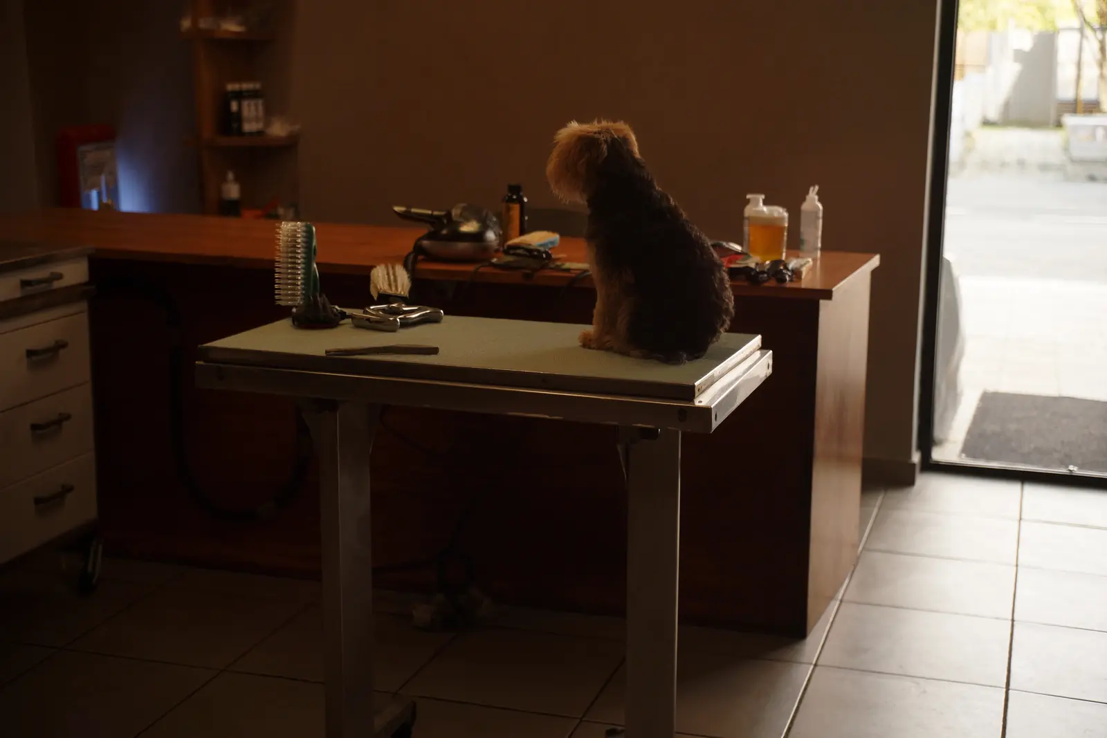 Hond op de trimtafel in een trimsalon